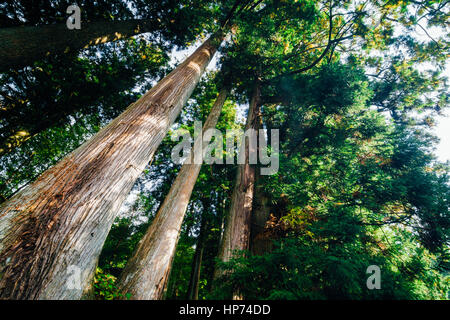 Großen Pinienwald im Herbst, Nikko, Japan Stockfoto