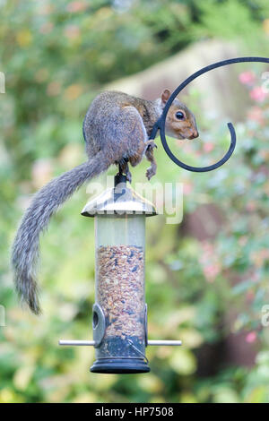 Tierwelt: Graue Eichhörnchen (Sciurus Carolinensis)., ausgleichend auf Garten Vogelhäuschen. Stockfoto