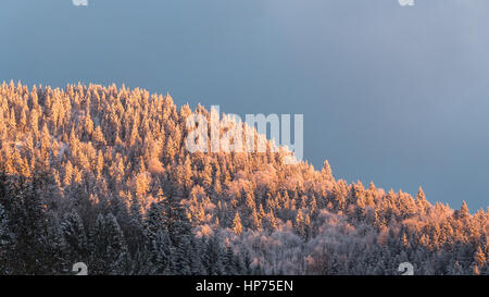 Forrest Im Winter Stockfoto