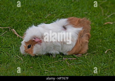 Meerschweinchen Stockfoto