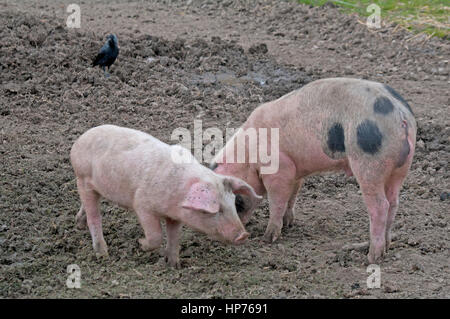 Gloucester alten Ort Schwein Stockfoto