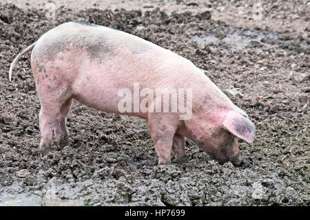 Glousterer alte Spot Schwein Stockfoto