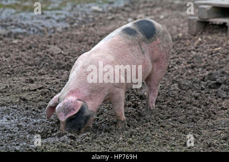 Gloucester alten Ort Schwein Stockfoto