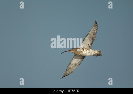 Brachvogel (Numenius Arquata) Erwachsenen Vogel im Flug, Norfolk, England, Vereinigtes Königreich Stockfoto