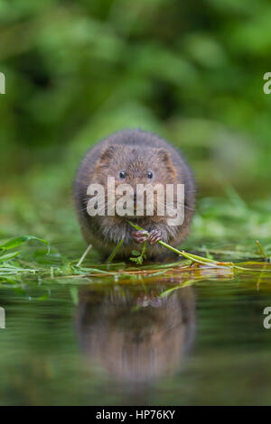 Schermaus (Arvicola Terrestris) ernähren sich von kaum an einem Teich, Kent, England, Vereinigtes Königreich Stockfoto