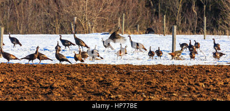 Panorama-Bild der Truthühner (Meleagris Gallopavo) Wandern im Schnee auf einem Bauern-Feld. Stockfoto