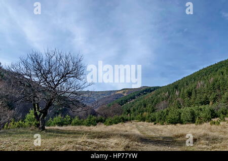 Panorama der Lichtung und späten Herbst Wald im Vitosha Berg, Bulgarien Stockfoto