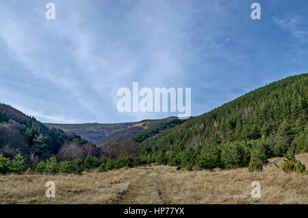 Panorama der Lichtung und späten Herbst Wald im Vitosha Berg, Bulgarien Stockfoto