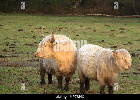 Weiße Hochlandrinder. Kuh und Kalb auf einem Feld Stockfoto