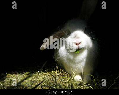 Weiße Kaninchen auf dem schwarzen Hintergrund Stockfoto