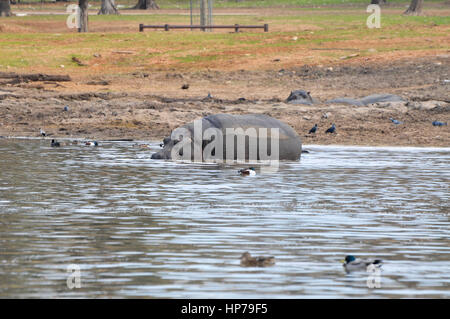 Nilpferde in einem Wasserloch Stockfoto