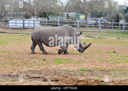Nahaufnahme von einem südlichen White Rhinoceros Ceratotherium simum Stockfoto