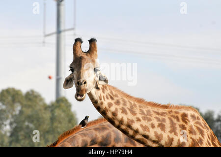 Porträt einer Giraffe Stockfoto