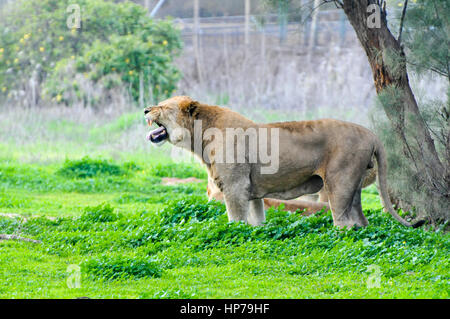 Löwin auf der Wiese Stockfoto