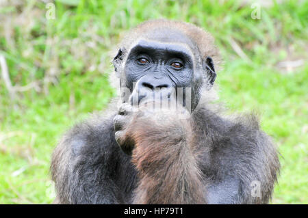 Porträt eines Denkens Gorillas in Gefangenschaft hautnah Stockfoto
