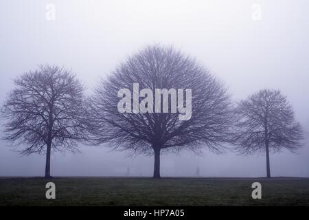 Drei Bäume nebeneinander in einem Park an einem nebligen Tag mit 2 Wanderer zwischen ihnen Silhouette Stockfoto