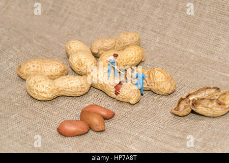 Miniatur-Menschen Hacken von Nüssen. Haselnuss. Kleine Leute brechen Erdnüsse. Kerne. Erdnüsse auf eine Leinenstruktur. Stockfoto