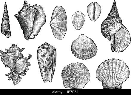 Seashell Kollektion, Gravur, Illustration, Zeichnung Sammlung Stock Vektor