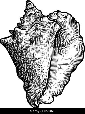 Queen Sie Conch Illustration, Zeichnung, Gravuren, Tinte, realistische Stock Vektor