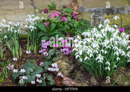 Gruppe von Frühjahr blühende mehrjährige krautige Pflanzen einschließlich Galanthus (Schneeglöckchen) und Alpenveilchen. Stockfoto