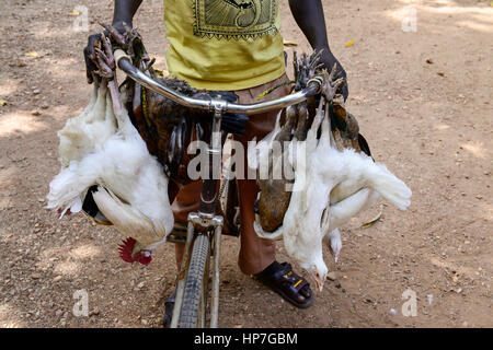 BURKINA FASO, Fada N´Gourma, Dorf TINDANGOU, Leben Huhn Transport mit Fahrrad für Direktversorgung Stockfoto