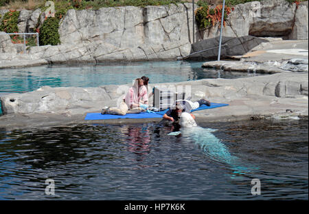 Ein Beluga-Wal in Mystic Aquarium, Mystic, Connecticut, Vereinigte Staaten von Amerika ausgebildet. Stockfoto