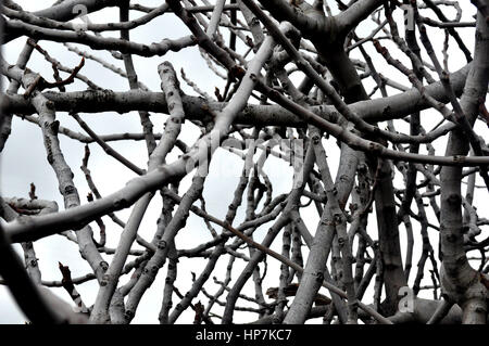 Zweige ohne Blätter von einem Feigenbaum im winter Stockfoto