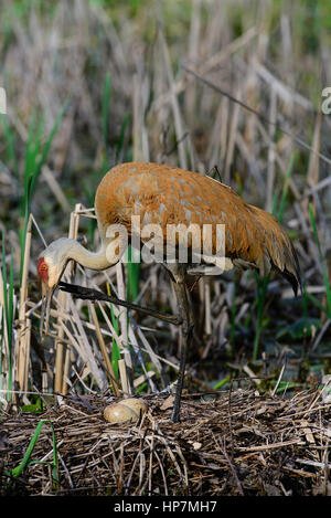 BM4948: Sandhill Kran (Grus Canadensis) nisten, im Osten der USA von Bruce Montagne/Dembinsky Foto Associates (c) 2014 alle Rechte vorbehalten Stockfoto