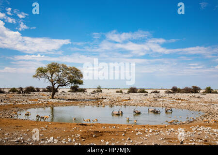 Springbock (Antidorcas marsupialis)&S afrikanische Oryx (Oryx gazella Gazella), Okaukuejo Wasserloch, Etosha NP, Namibia von Monika Hrdinova/Dembinsky Foto Stockfoto