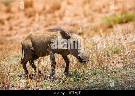 Junge gemeinsame Warzenschwein, Phacochoerus Africanus, Okonjima, Namibia, Afrika, von Monika Hrdinova/Dembinsky Foto Assoc Stockfoto