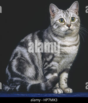 Getigerte Katze, europäischen silber tabby Stockfoto