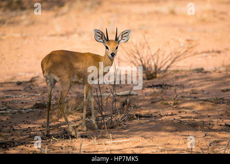 Steinbuck, Steinböckchen, Raphicerus campestris, Okonjima, Namibia, von Monika Hrdinova/Dembinsky Foto Assoc Stockfoto