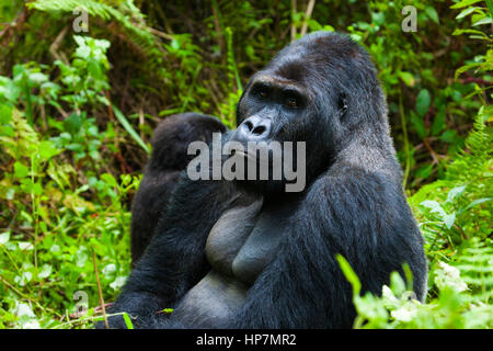 E Flachlandgorilla, Silverback Gorilla beringei Graueri, Kahuzi-Biéga-NP S Kivu Prov., der Demokratischen Republik Kongo, von Monika Hrdinova/Dembinsky Foto als Stockfoto