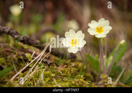 Bluebellsm Primeln und Holz Anemonen wächst in Glen Coe, Schottland, UK Stockfoto