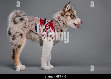 Ganzkörper-Studioportrait eine entzückende Pomsky Welpen mit einem Navajo-Pullover. Stockfoto