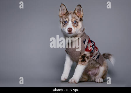 Ganzkörper-Studioportrait eine entzückende Pomsky Welpen mit einem Navajo-Pullover. Stockfoto