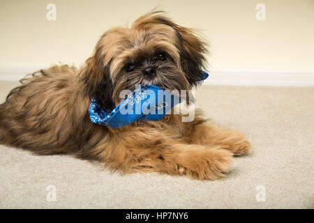 Fünf Monate alte Shih Tzu Welpe "Wilson" in liegender Pose schelmisch kauen auf seine Bandana in Issaquah, Washington, USA Stockfoto