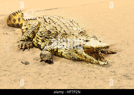 Digital Imagegewinn ein Fluss Nilkrokodil (Crocodylus Niloticus) mit offenem Mund Stockfoto