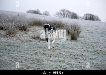 Hund, Border Collie, läuft mit seinen Ball in einem frostigen Feld Stockfoto