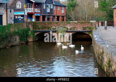 EXETER KAIS Stockfoto