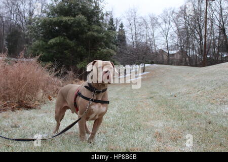 Pit Bull.  Stehend auf Warnung.  Blick in die Zukunft Stockfoto