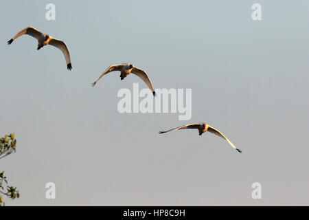 Amerikanische weiße Ibis, Eudocimus Albus, im Flug über den Caloosahatchee River in Florida Stockfoto