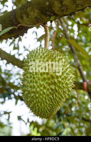 Thai Durian auf den Baum im Obstgarten Stockfoto