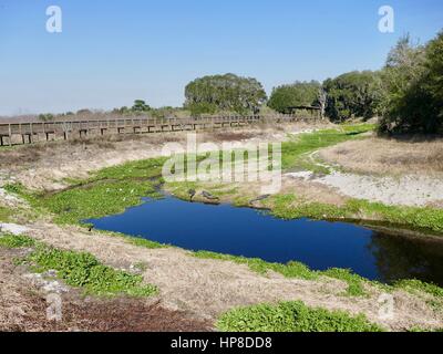 Krokodile sonnen sich am Ufer, Paynes Prairie Preserve State Park, Gainesville, Florida, USA Stockfoto