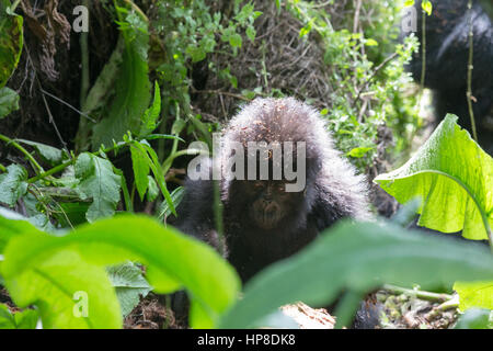 Baby-Berggorillas (Gorilla Beringei Beringei) aus Susa Gruppe im Volcanoes-Nationalpark (Parc National des Vulkane). Stockfoto