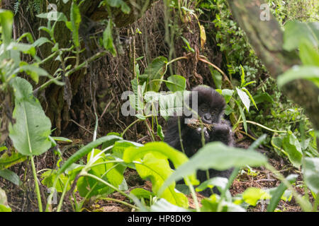 Baby-Berggorillas (Gorilla Beringei Beringei) aus Susa Gruppe Essen im Volcanoes-Nationalpark (Parc National des Vulkane) Essen. Stockfoto