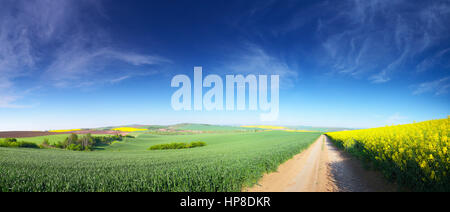 Bunte Frühlings-Hintergrund. Panorama der Blüte Frühlingswiese. Blauer Himmel über dem grünen Rasen. Sonniger Tag in Blüte Feld. Freiraum für Text auf blauem sk Stockfoto