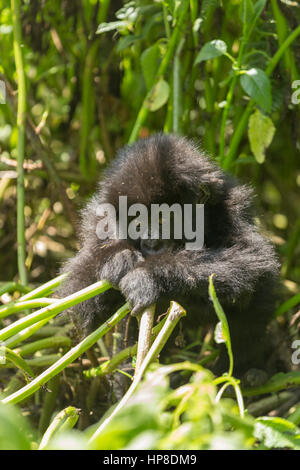 Baby-Berggorillas (Gorilla Beringei Beringei) aus Susa Gruppe im Volcanoes-Nationalpark (Parc National des Vulkane). Stockfoto