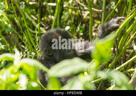 Baby-Berggorillas (Gorilla Beringei Beringei) aus Susa Gruppe im Volcanoes-Nationalpark (Parc National des Vulkane). Stockfoto