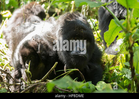 Mutter und Baby Berggorillas (Gorilla Beringei Beringei) aus Susa Gruppe im Volcanoes-Nationalpark (Parc National des Vulkane). Stockfoto